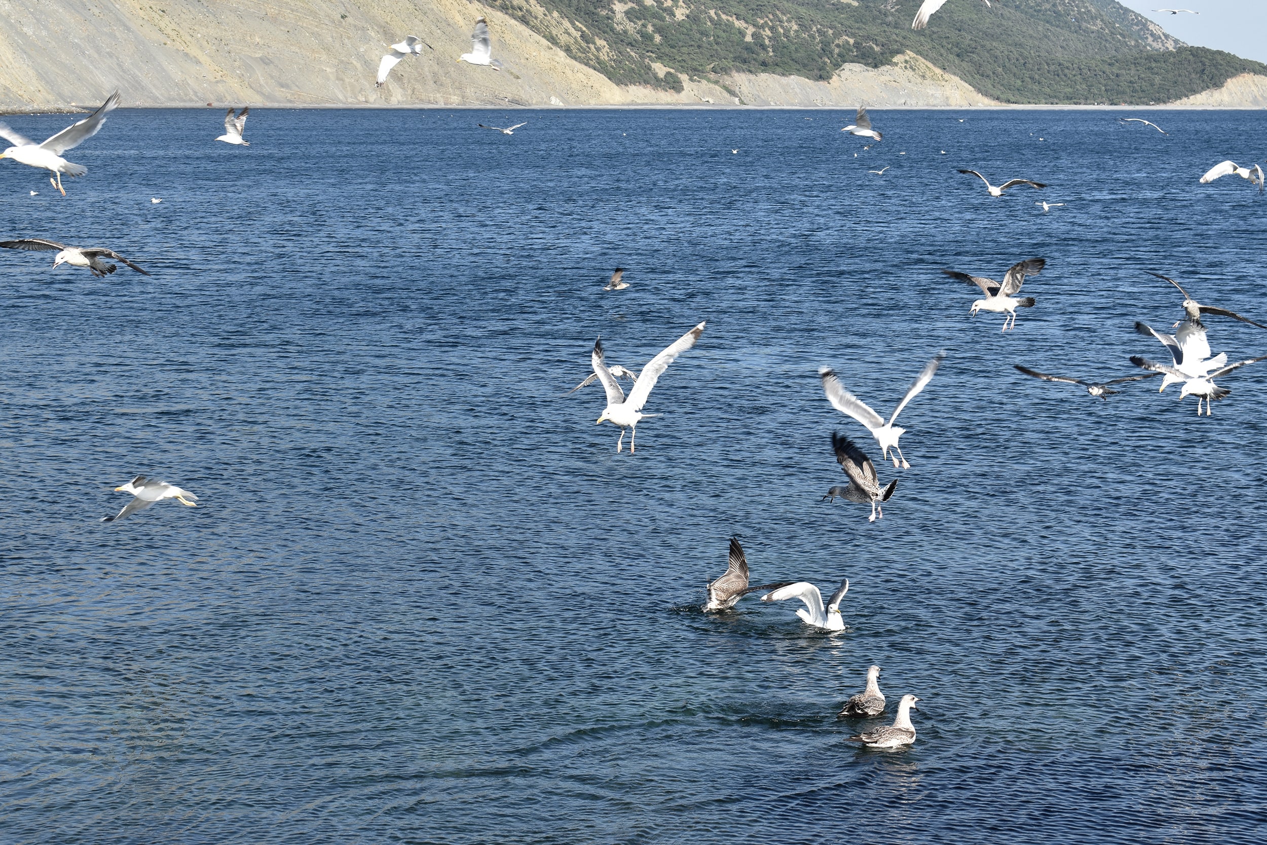 Вместе с&nbsp;июлем пришла холодная вода&nbsp;— около 13&nbsp;градусов. Окоченевшая рыба, вслед за&nbsp;окоченевшими дайверами, поднялась к&nbsp;поверхности&nbsp;— там солнце хоть немного грело. Вода была чистейшая и&nbsp;рыбки стали легкой добычей для хищных птиц. Обалдевшие от&nbsp;такой удачи чайки возомнили себя коршунами&nbsp;и, сбившись в&nbsp;огромную стаю, с&nbsp;дикими криками набивали себе клювы вкуснейшей барабулькой.