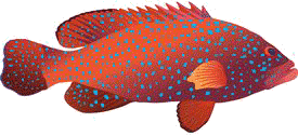 Коралловый группер (морской окунь)