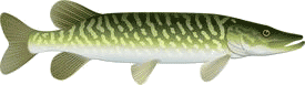 Щука